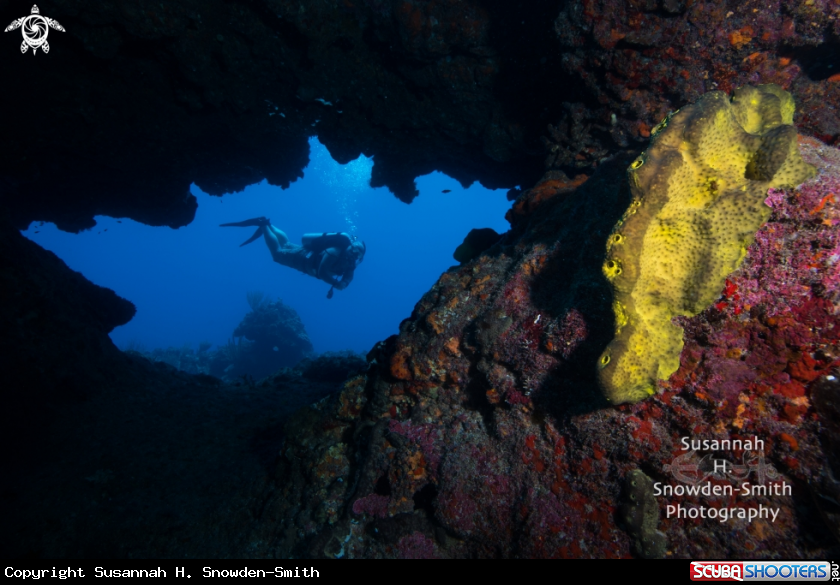 A Reef Scene