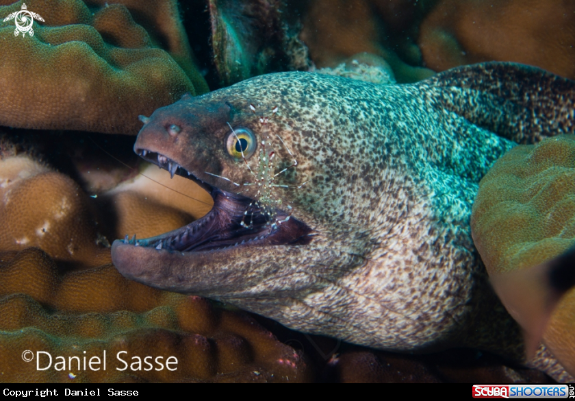 A Yellow-edged moray