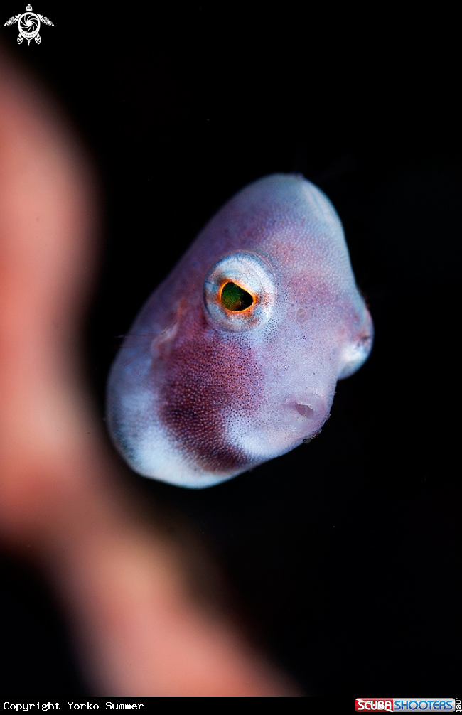 A Filefish Juvenile
