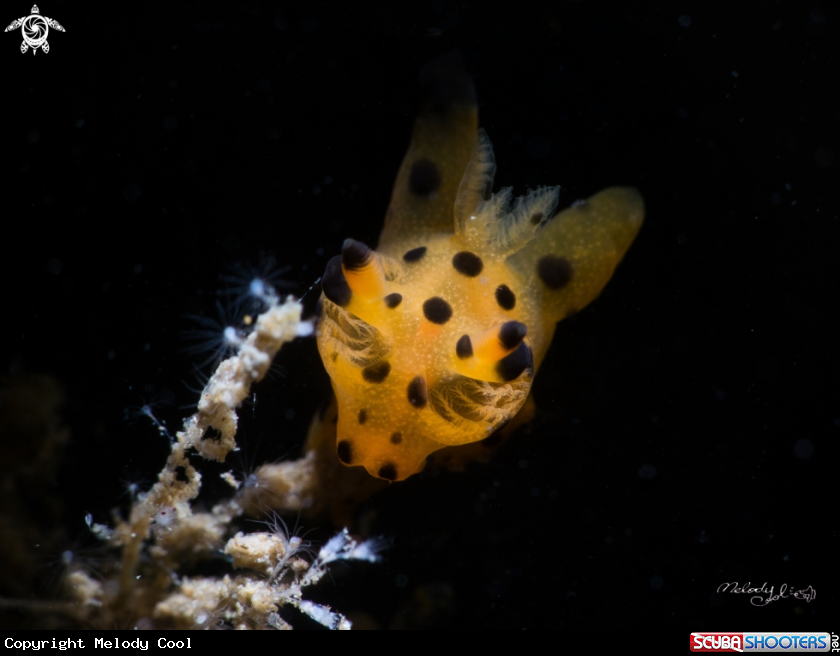 A Nudibranch