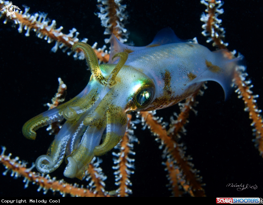 A Squid