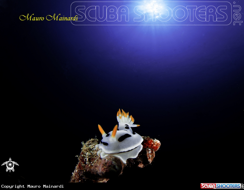 A Nudi & light