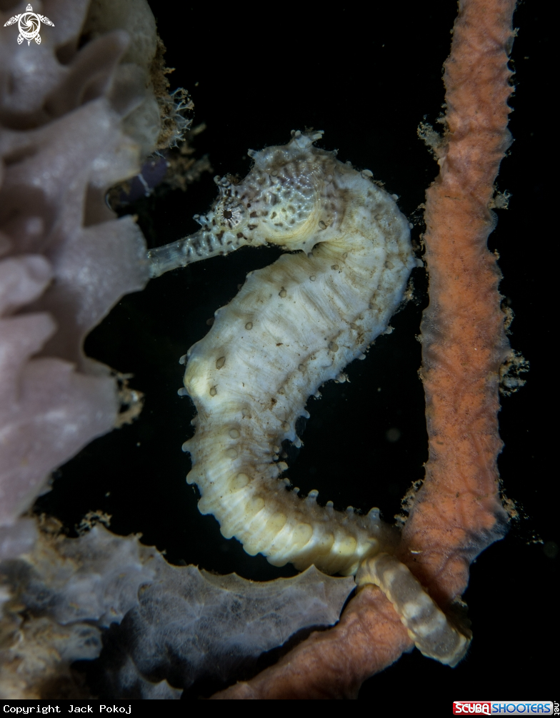 A Thorny seahorse