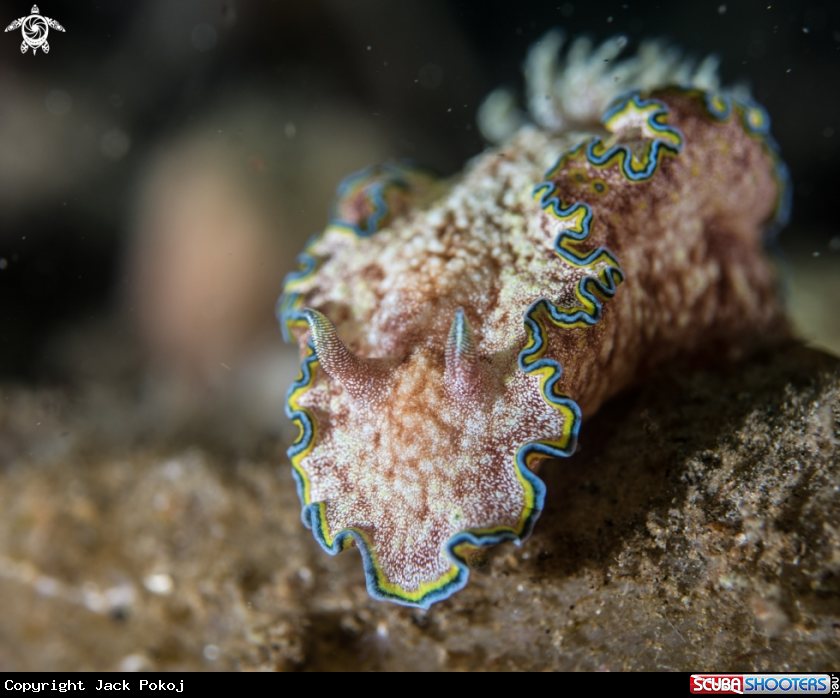 A Glossodoris cincta