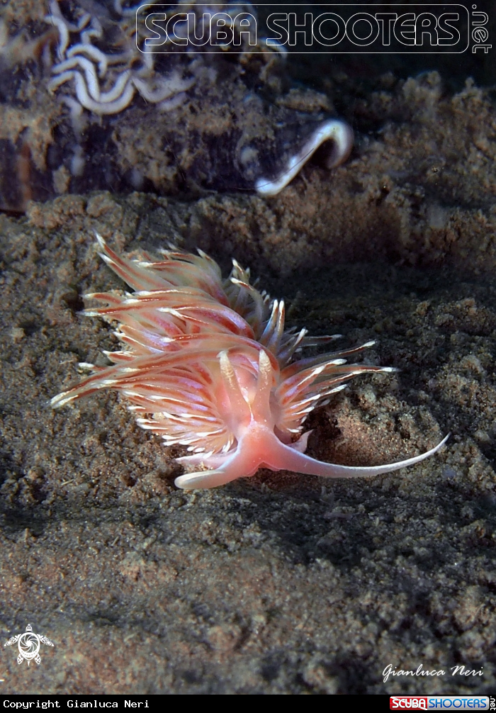 A Facelina