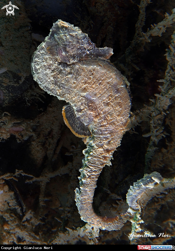 A Ippocampo camuso