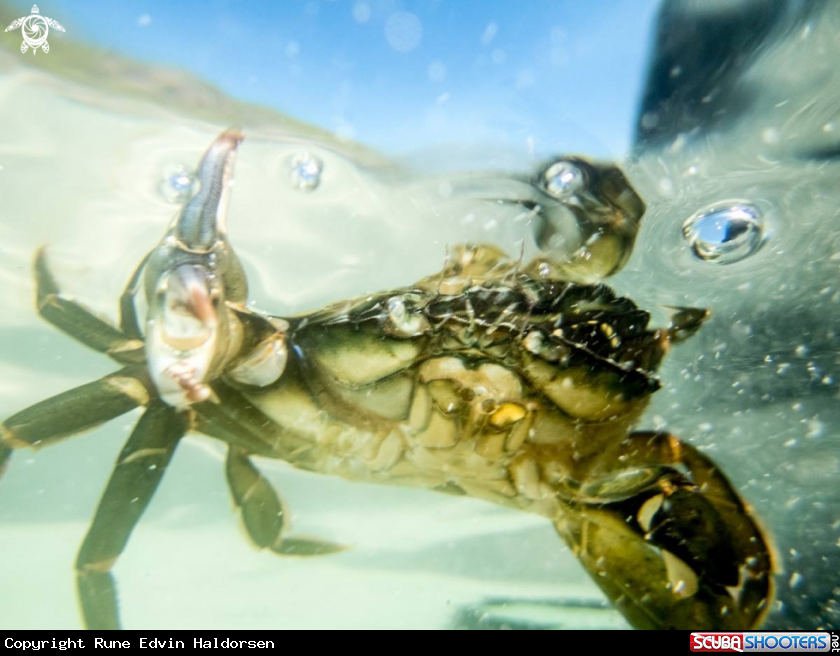 A Shore crab