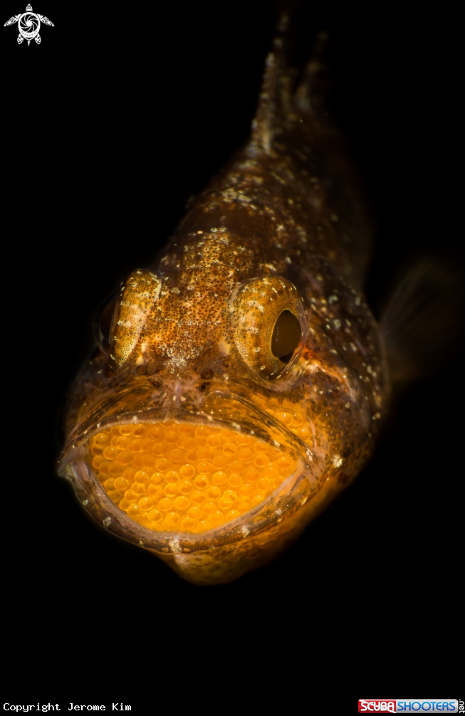 A Black Cardinalfish