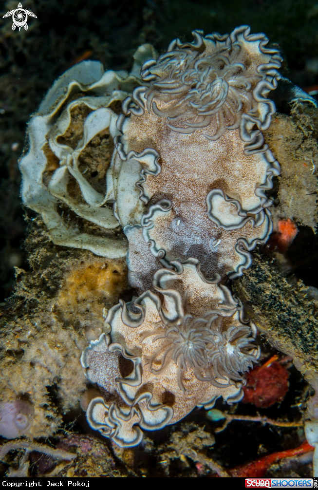 A Glossodoris hikuerensis