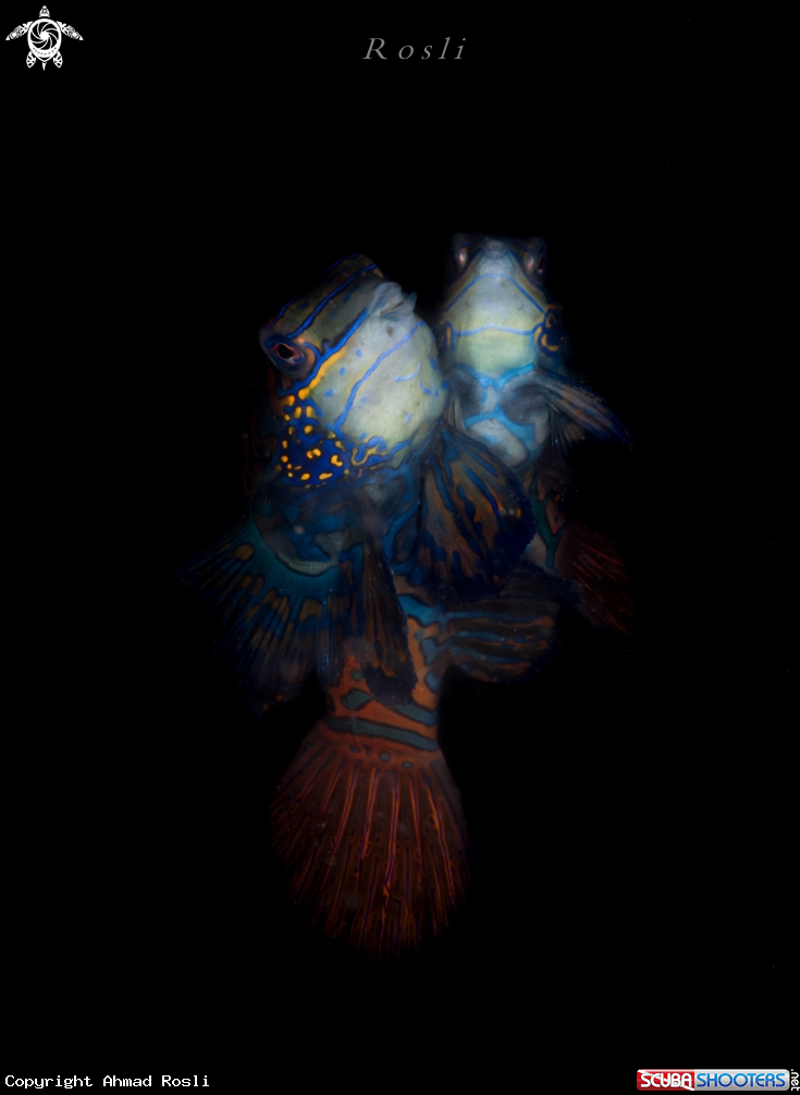 A Mandarin fish