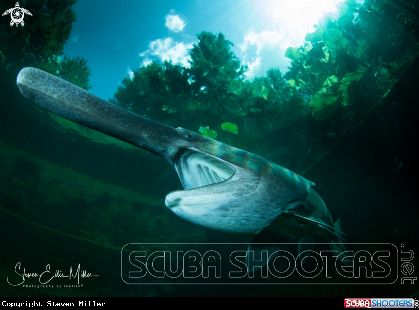 A American Paddlefish