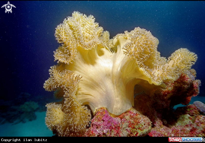 A  Leather Coral
