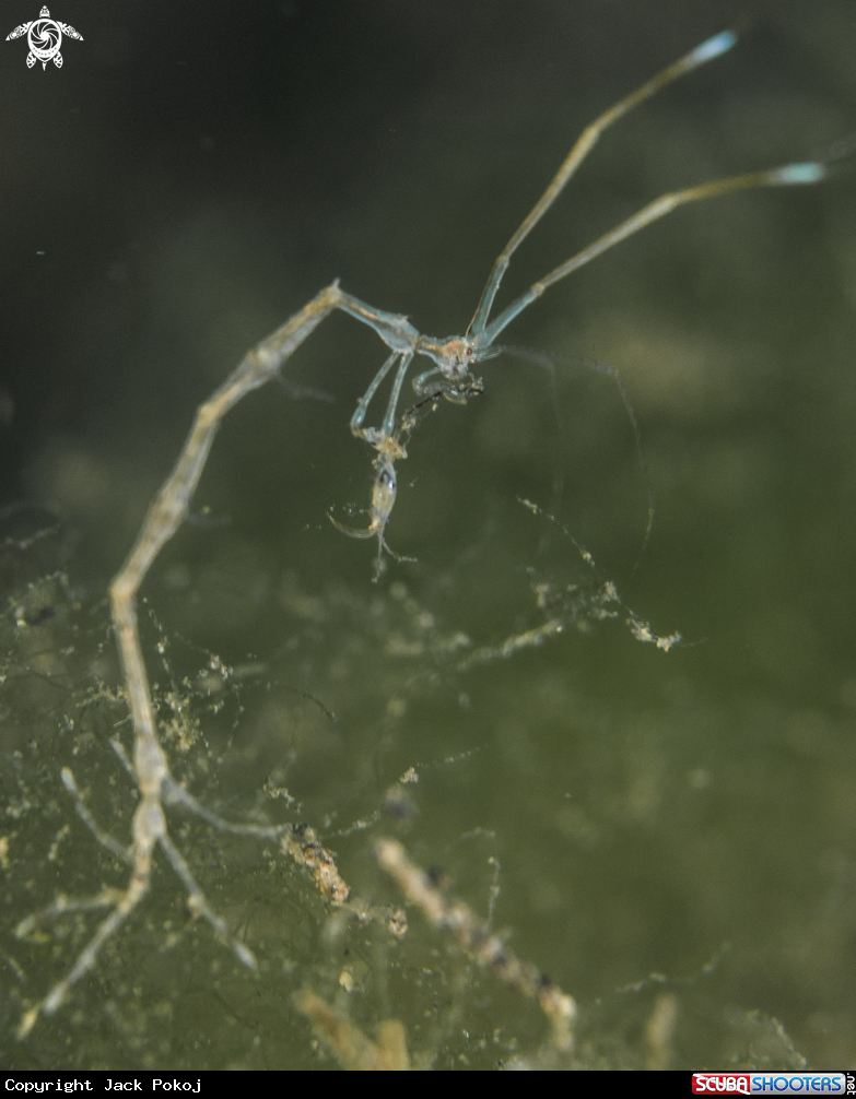 A Skeleton shrimp