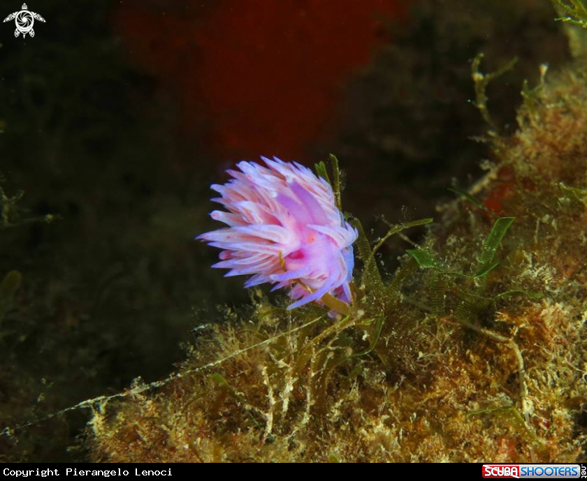 A Flabellina