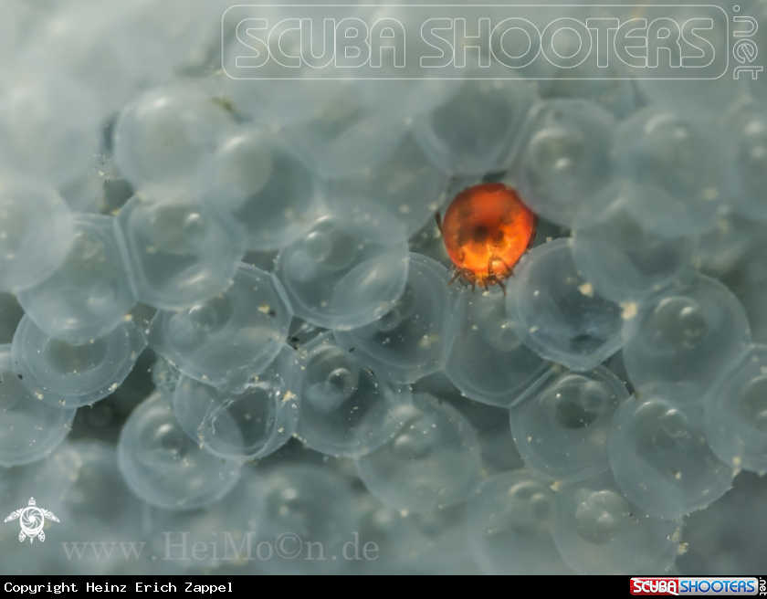 A Süsswassermilbe (Hydrachnidiae)