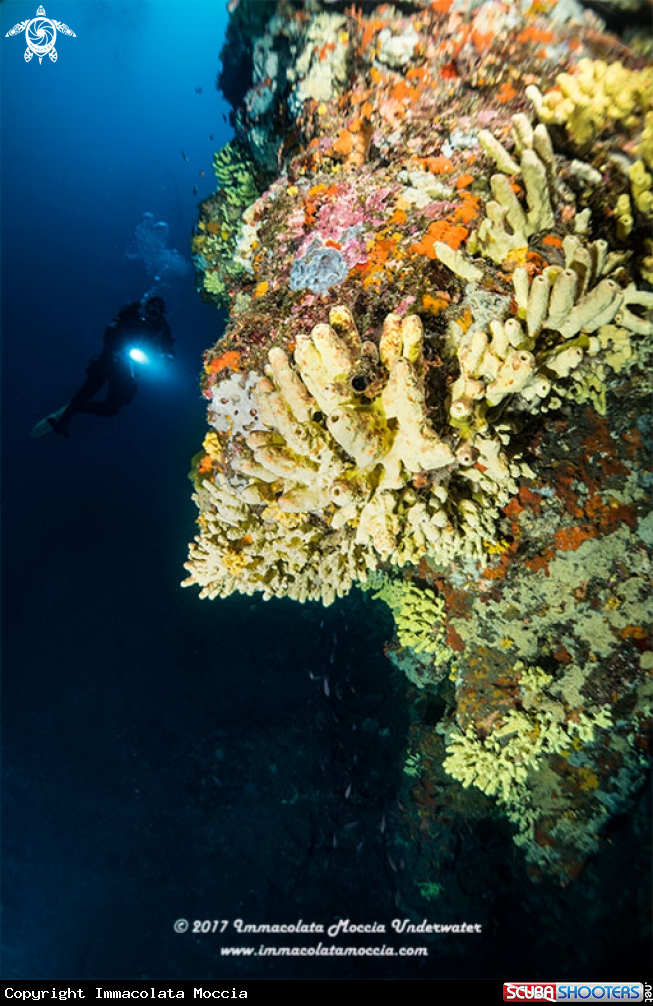 A Aplysina cavernicola
