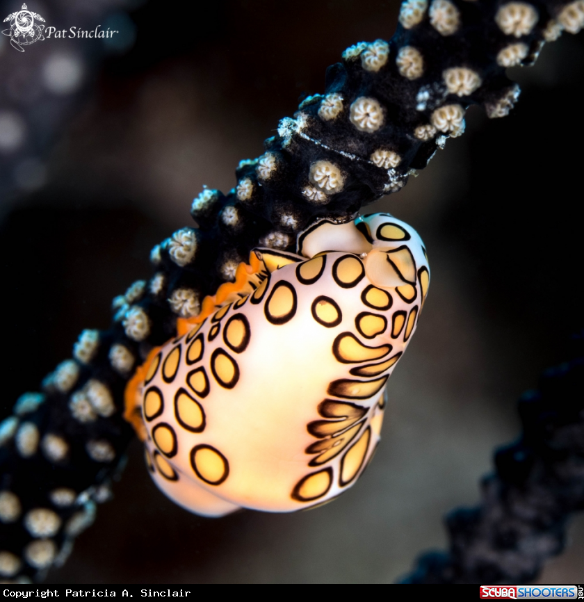 A Flamingo Tongue snail