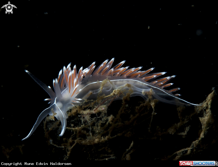 A Flabellina Lineata