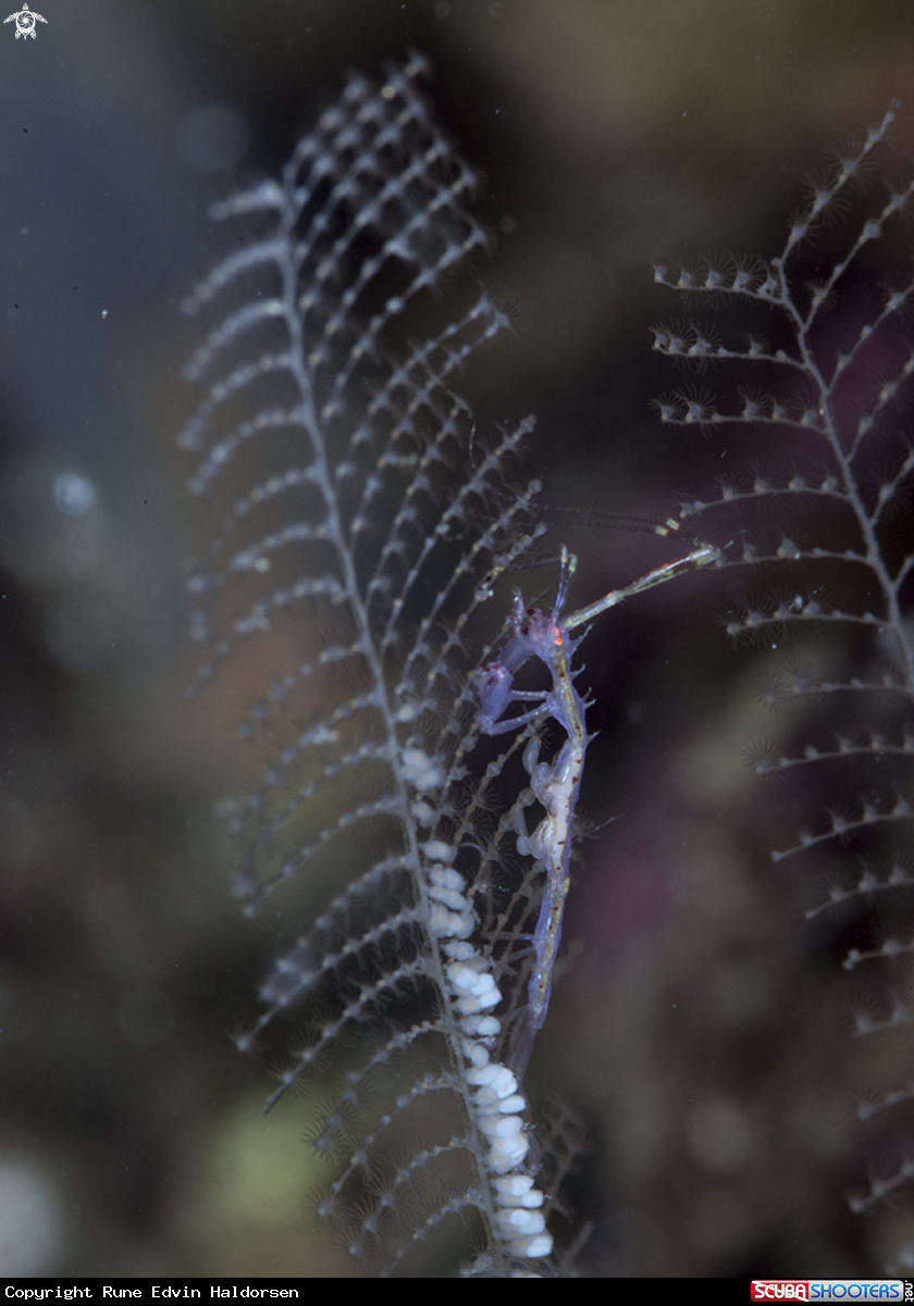 A Skeleton shrimp