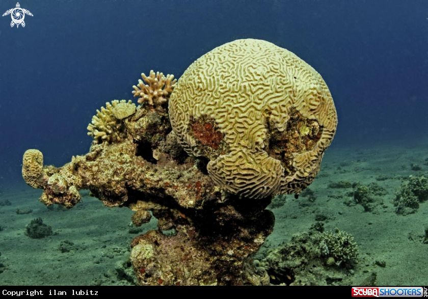 A brain stony coral