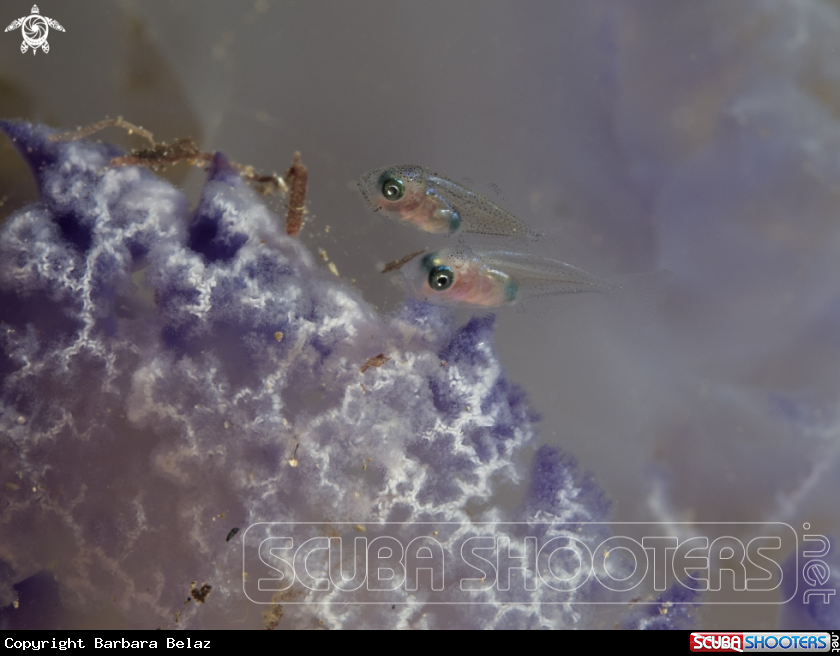 A baby fishes in jellyfish