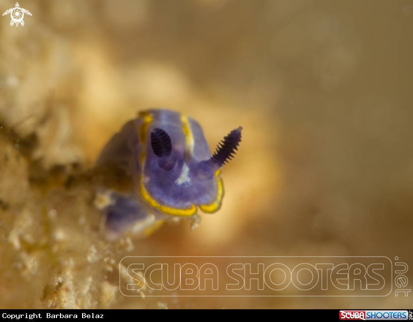 A Nudibranch