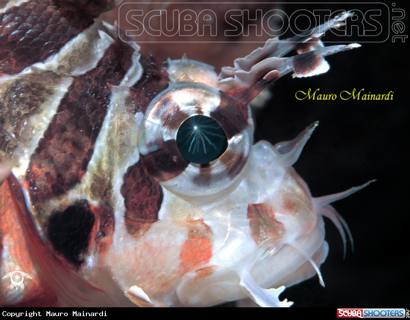 A Lionfish