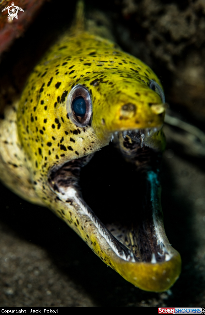 A Fimbriated moray eel