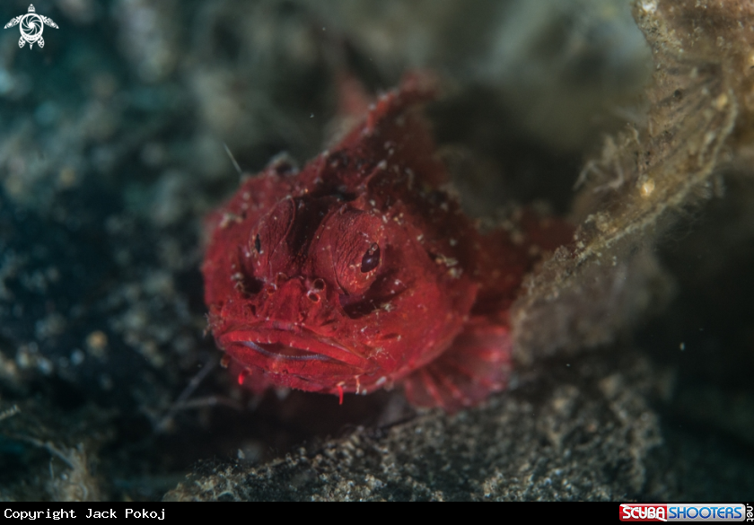 A Scorpionfish