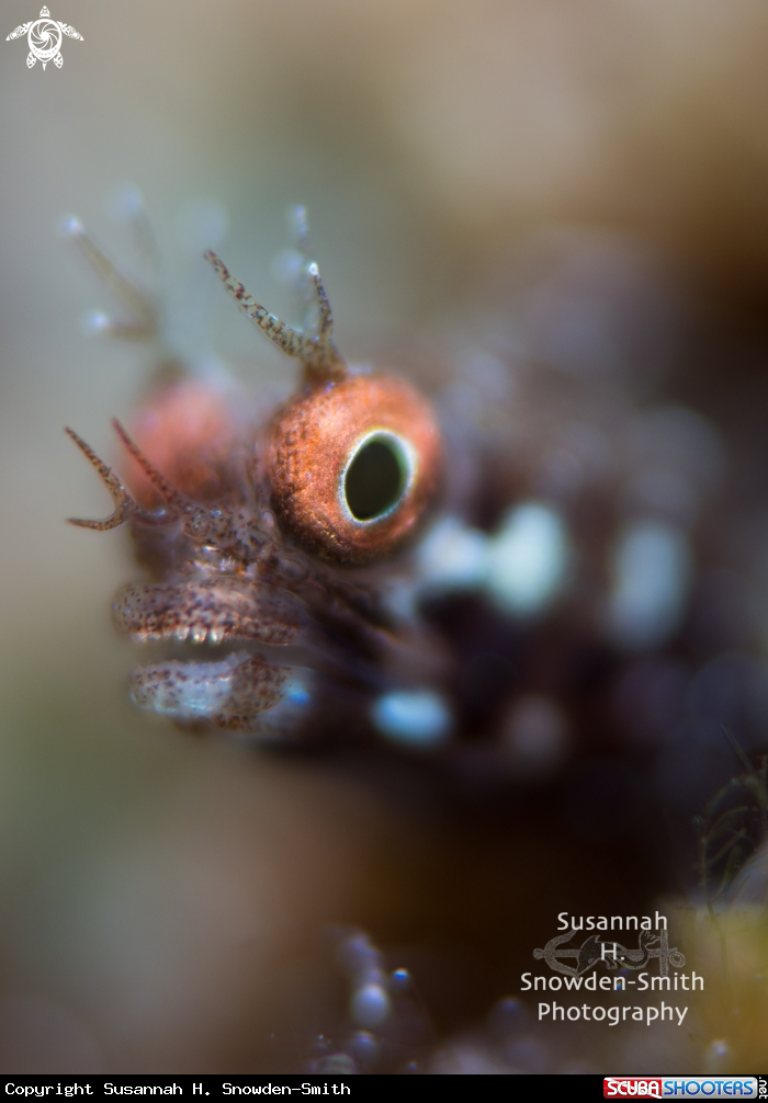 A Roughhead blenny