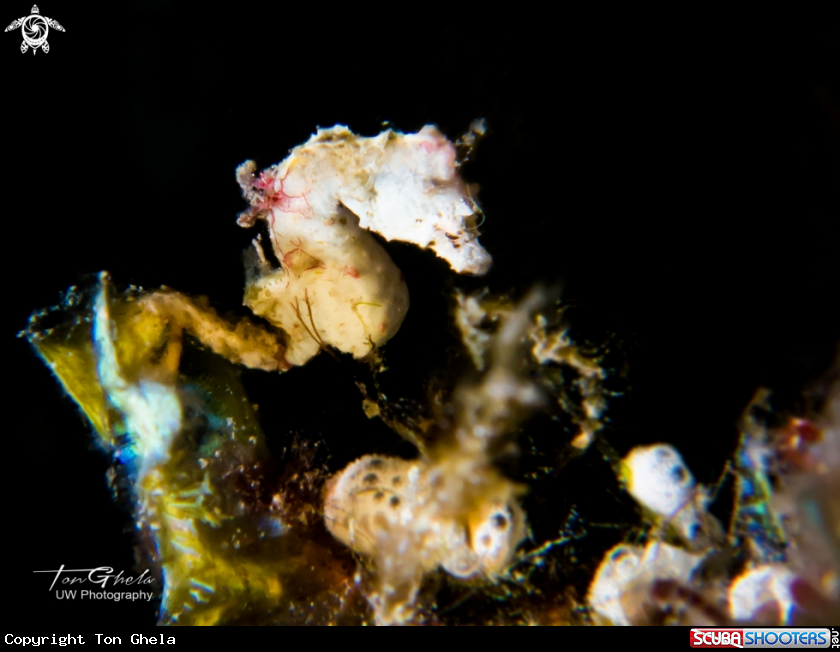 A Pygmy Seahorse