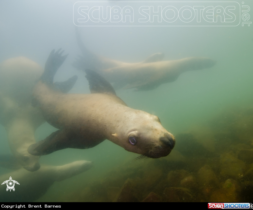 A Sea Lions