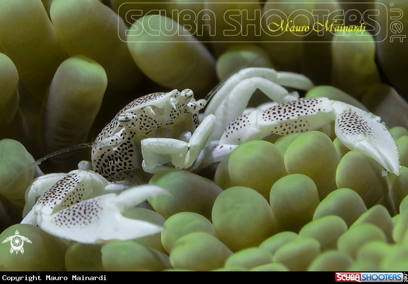 A Porcelain crab.