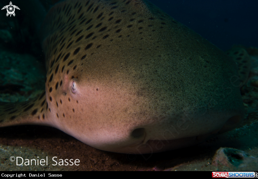 A Zebra Shark