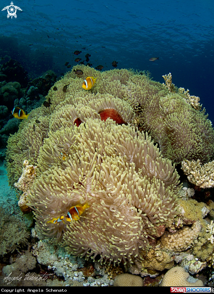 A Anemone City