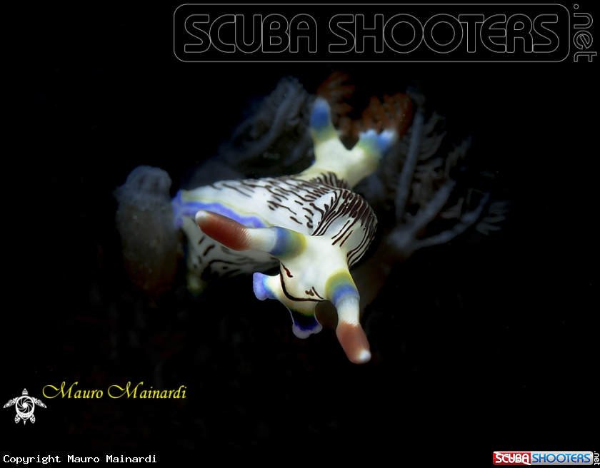 A Nudibranch