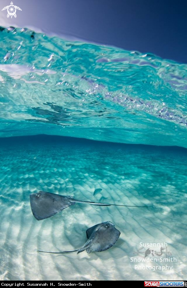 A Southern Stingrays