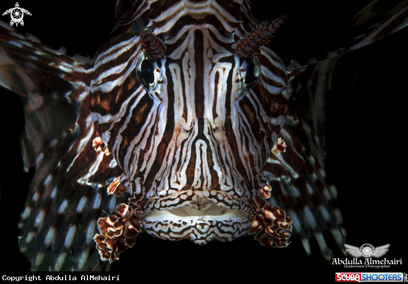 A lion fish