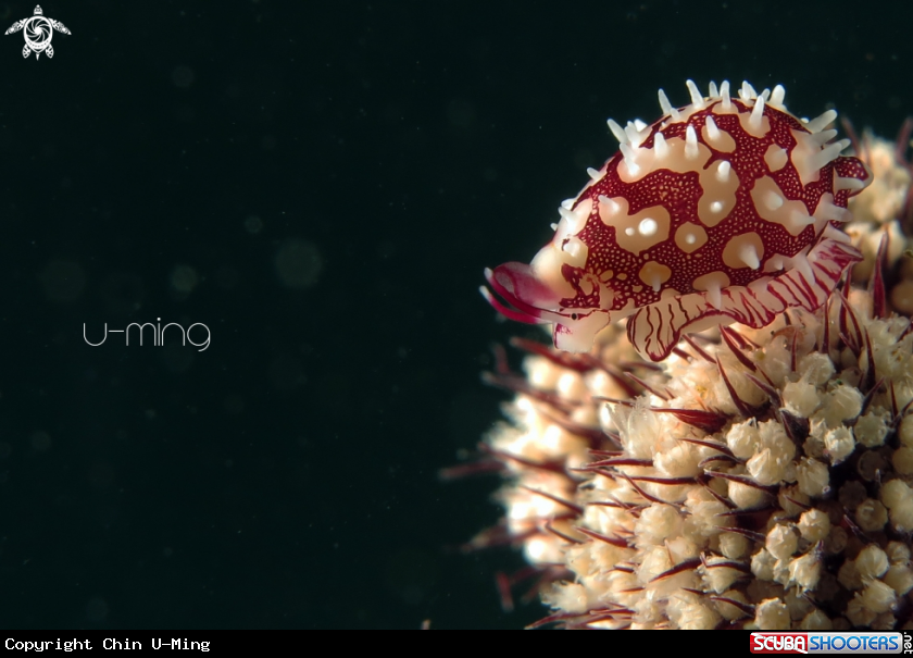 A Cowrie