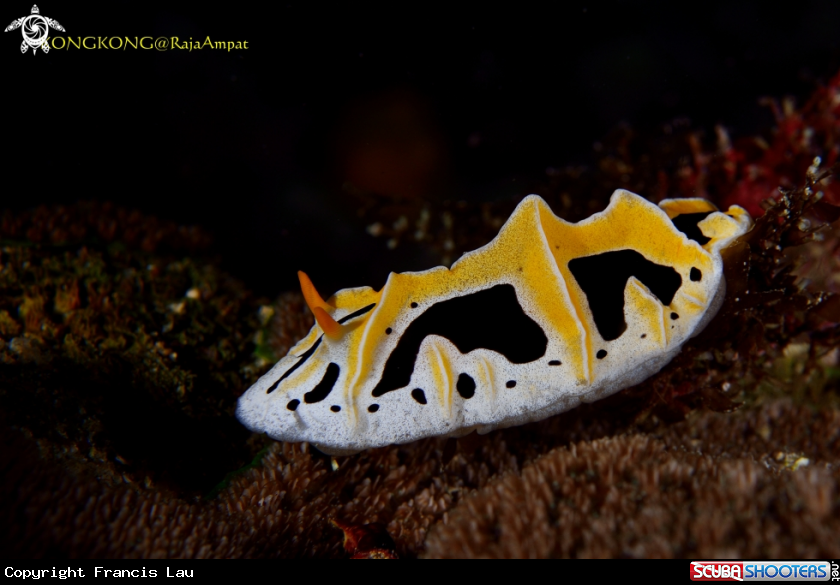 A Nudibranch