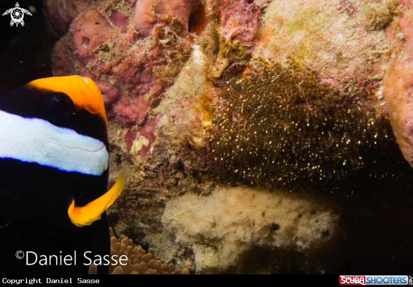 A Clarks Anemonefish