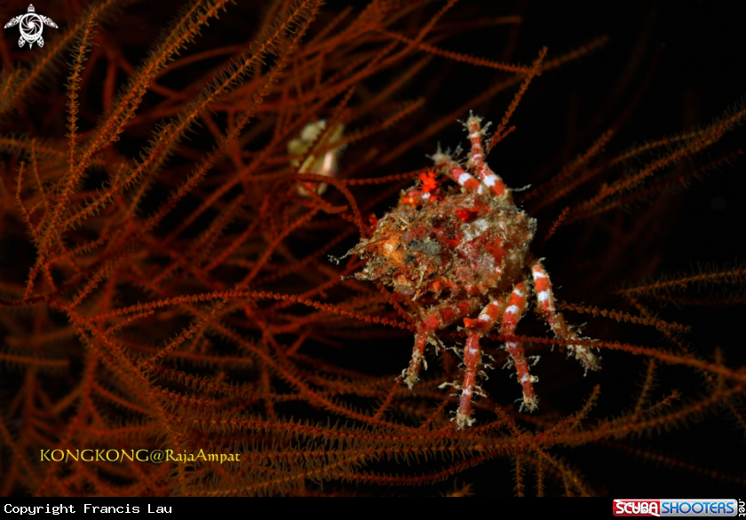 A Decorator Crab