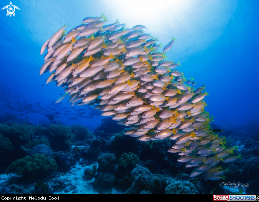 A yellow strip fish 