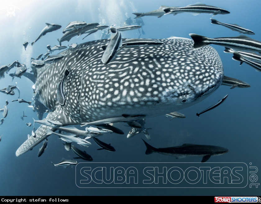 A Whale Shark