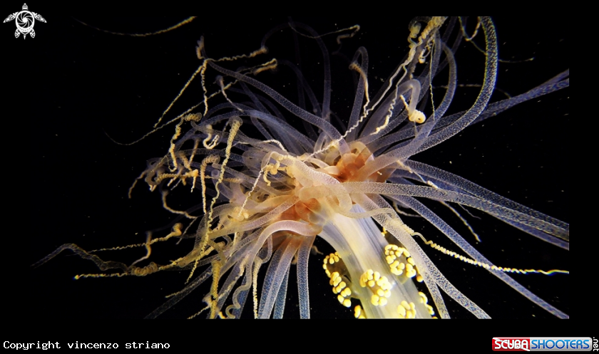A Alicia Mirabilis