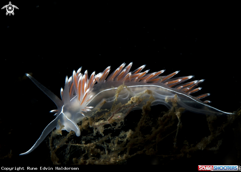 A Flabellina lineata 