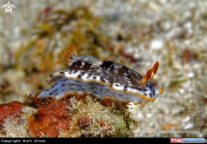 A Nudibranche