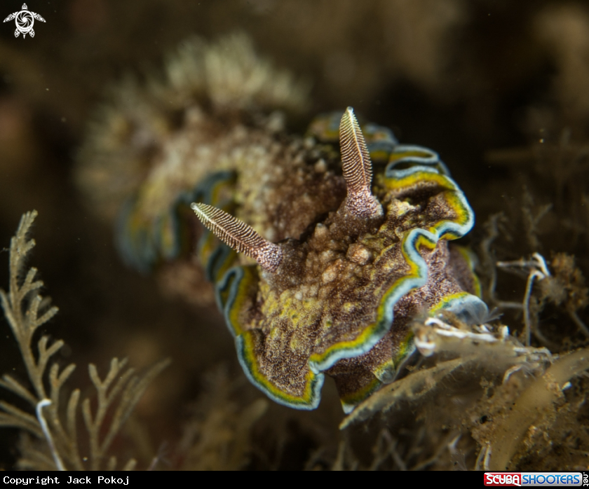 A Glossodoris cincta