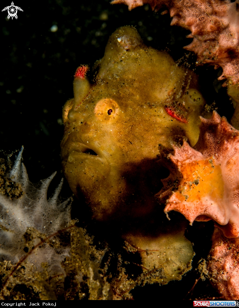 A Randall's frogfish