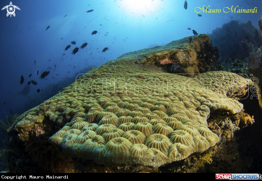 A Reef panorama